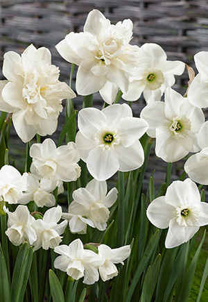 Narcissus Narcissus Various Groups All White Mixture from Netherland 