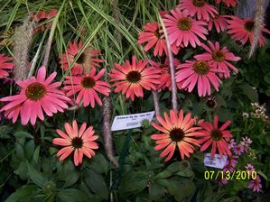 echinacea solar flare