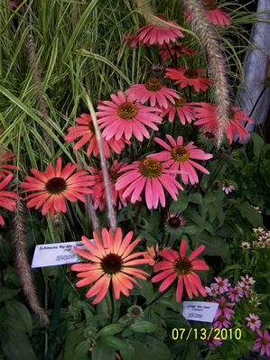 echinacea solar flare